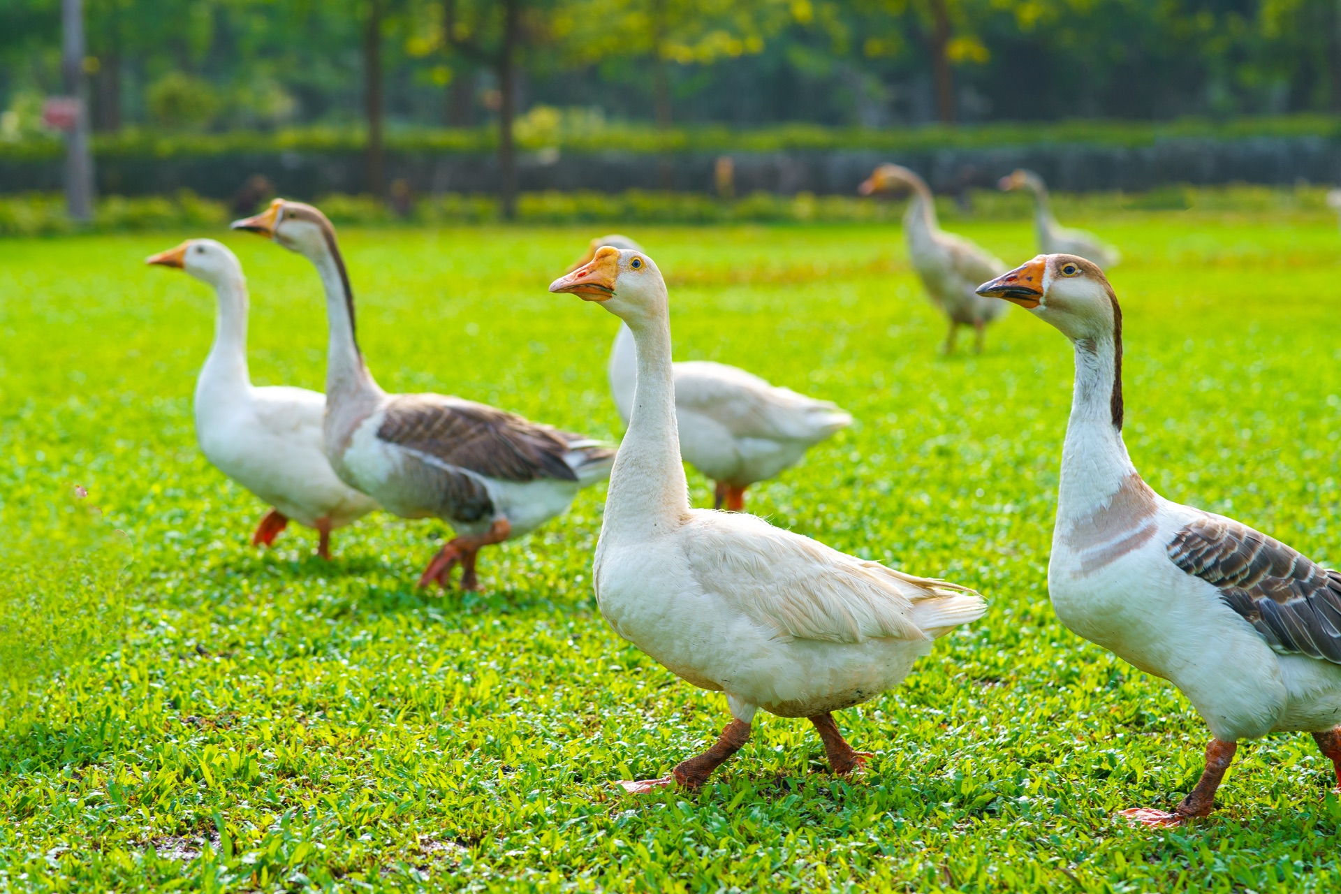 farm - duck